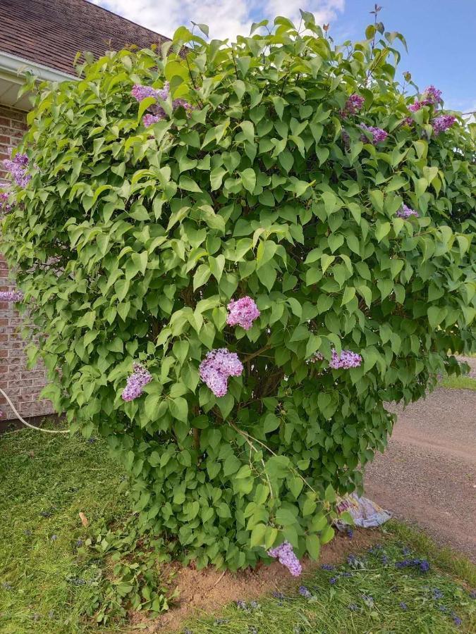Bed and Breakfast 酣息小栈 Sweet Dreams Cornwall Экстерьер фото